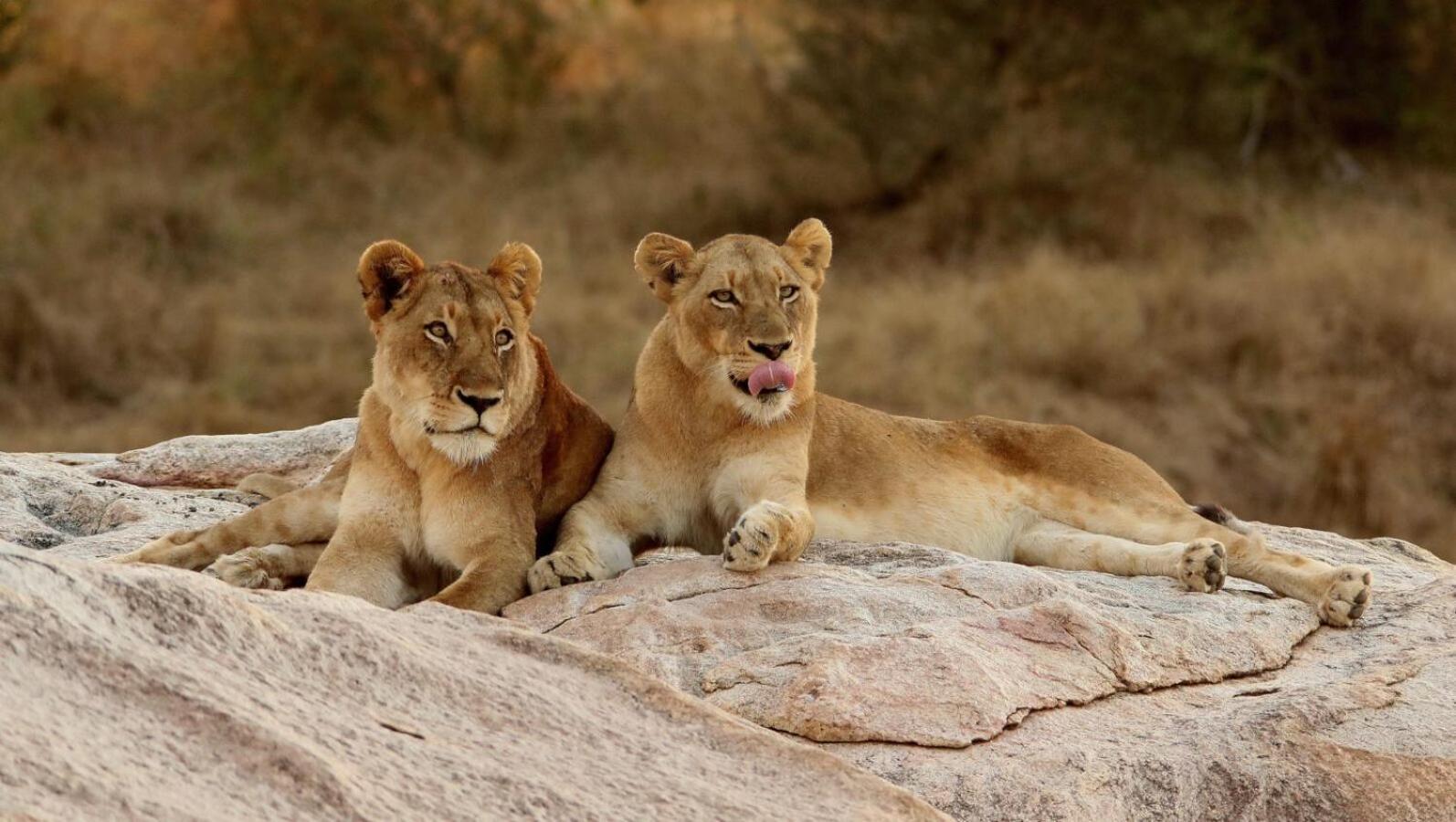 Leopard Hills Private Game Reserve Sabi Sand Game Reserve Exterior photo