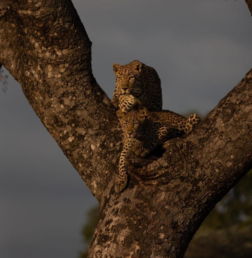Leopard Hills Private Game Reserve Sabi Sand Game Reserve Exterior photo