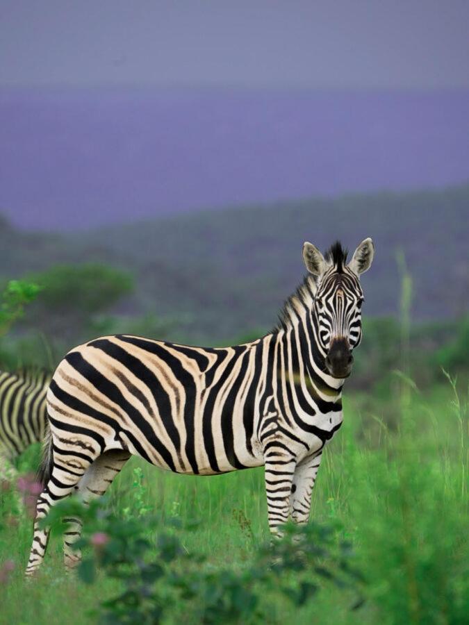 Leopard Hills Private Game Reserve Sabi Sand Game Reserve Exterior photo