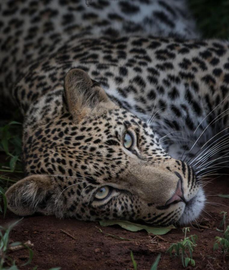 Leopard Hills Private Game Reserve Sabi Sand Game Reserve Exterior photo