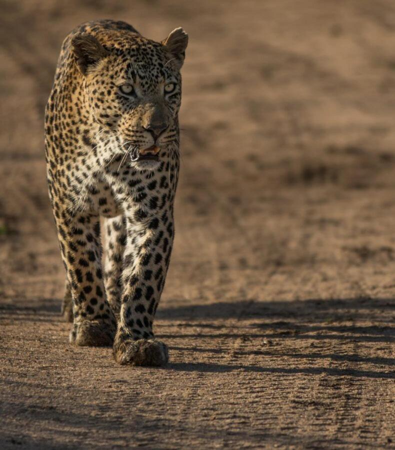 Leopard Hills Private Game Reserve Sabi Sand Game Reserve Exterior photo